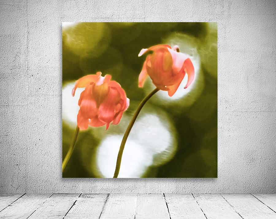 Pitcher Plant Wall Preview