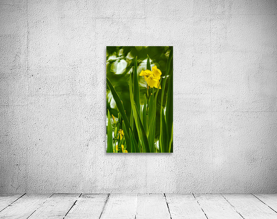Daffolil in Bloom Wall Preview