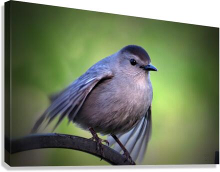 About to Take Flight  Canvas Print