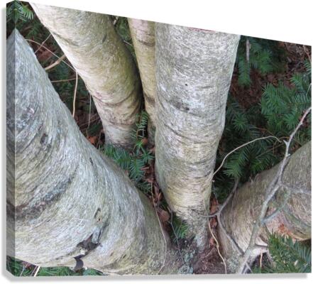Among the Birches  Canvas Print