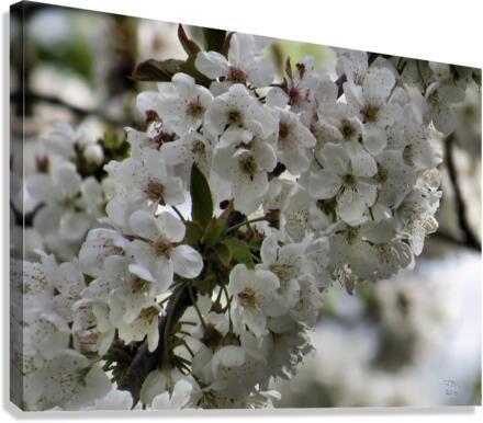 Blackberry Blossoms  Canvas Print
