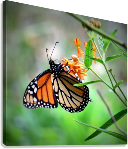 Dining on Milkweed  Canvas Print