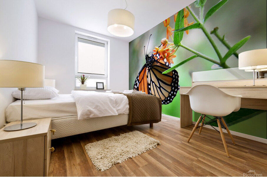 Dining on Milkweed  Mural print