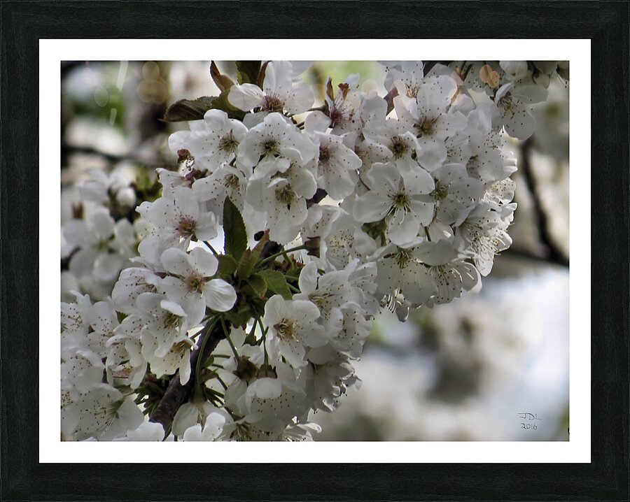 Blackberry Blossoms  Picture Frame print