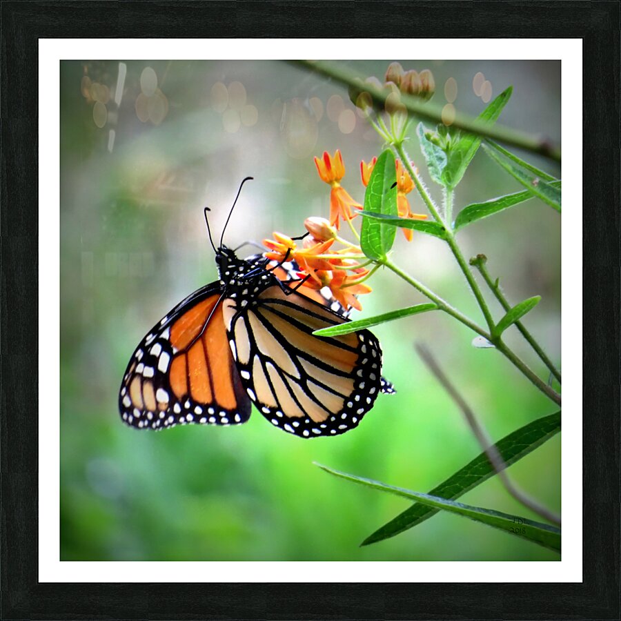 Dining on Milkweed  Picture Frame print