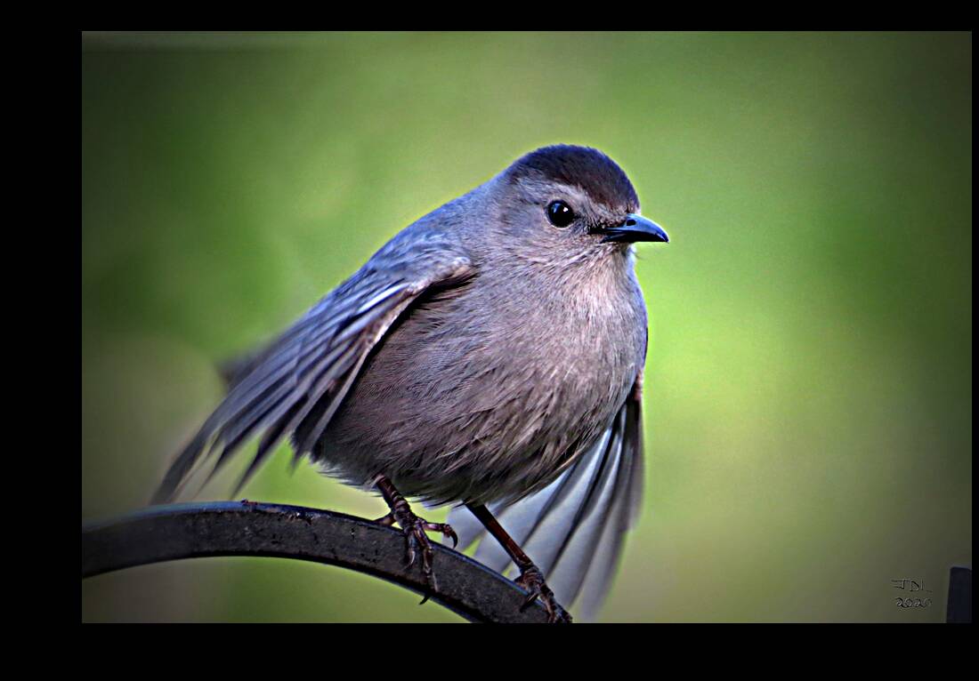 About to Take Flight  Reproduction