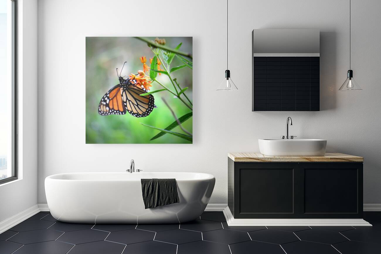 Dining on Milkweed  Reproduction