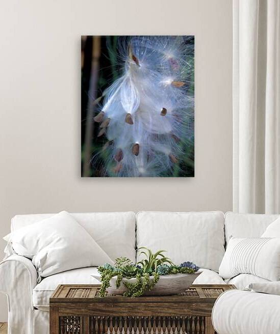 Asclepias Promise  by Jodi DiLiberto 