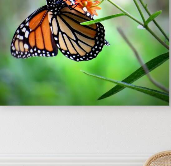 Dining on Milkweed  by Jodi DiLiberto 
