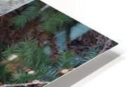 Among the Birches  HD Metal print
