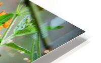 Dining on Milkweed  HD Metal print