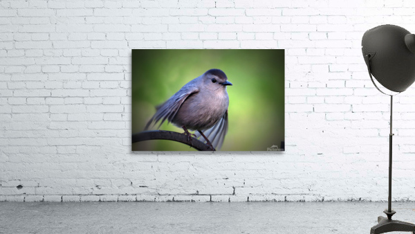 About to Take Flight  Wall Preview