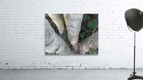 Among the Birches  Wall Preview