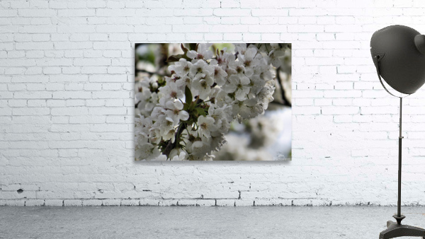 Blackberry Blossoms  Wall Preview
