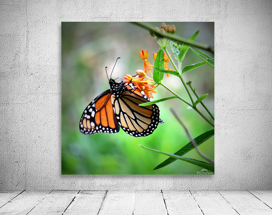 Dining on Milkweed  Wall Preview