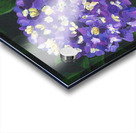 Purple hydrangea Acrylic print
