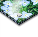 Bluets Acrylic print