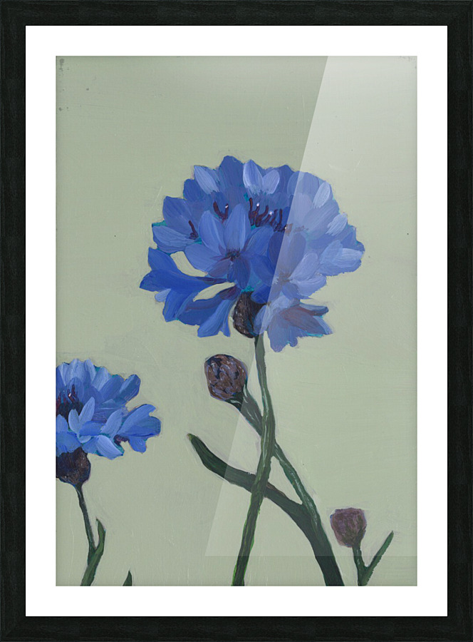 Bachelor buttons Picture Frame print