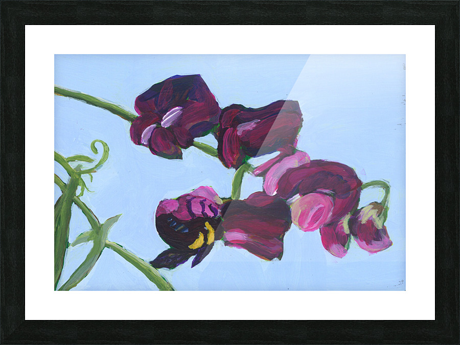 Sweet pea Picture Frame print
