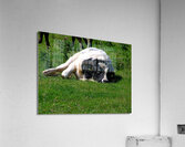 Lazy cow Acrylic Print