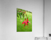 Fuschia red  green Acrylic Print