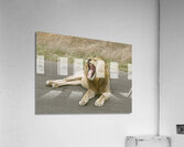 Lion yawning Acrylic Print