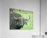 Buffalo Acrylic Print