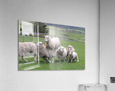 me first Acrylic Print