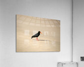 Oyster catcher Acrylic Print