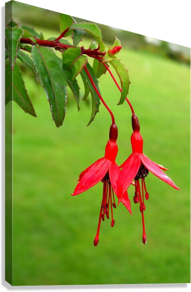Fuschia red  green Canvas Print