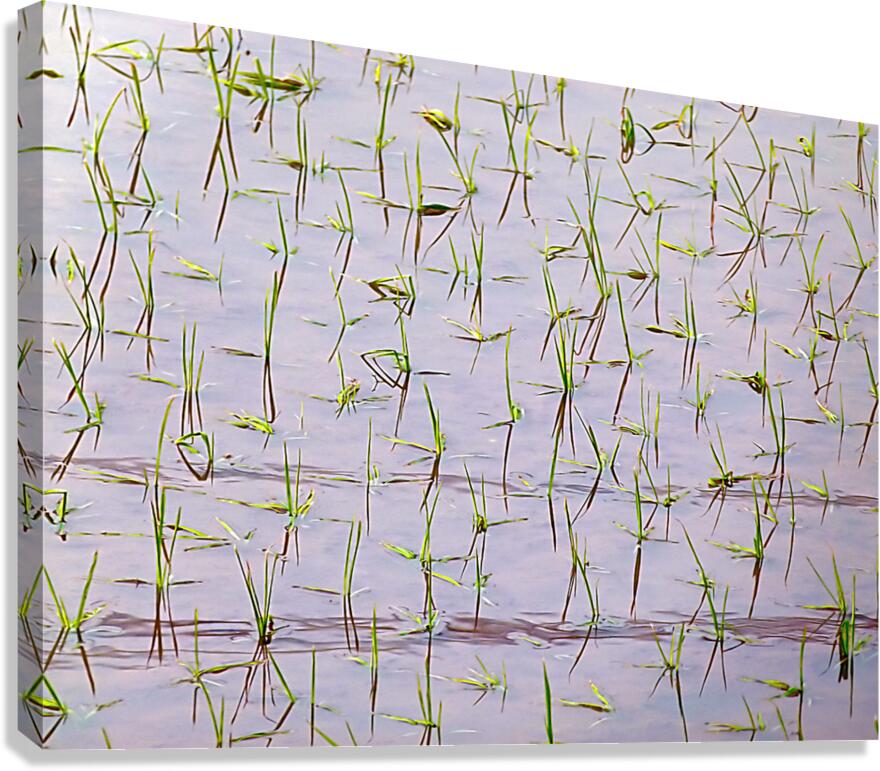 Flooded Rice field Canvas Print