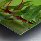 Fuschia red  green Metal print
