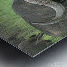 Buffalo Metal print