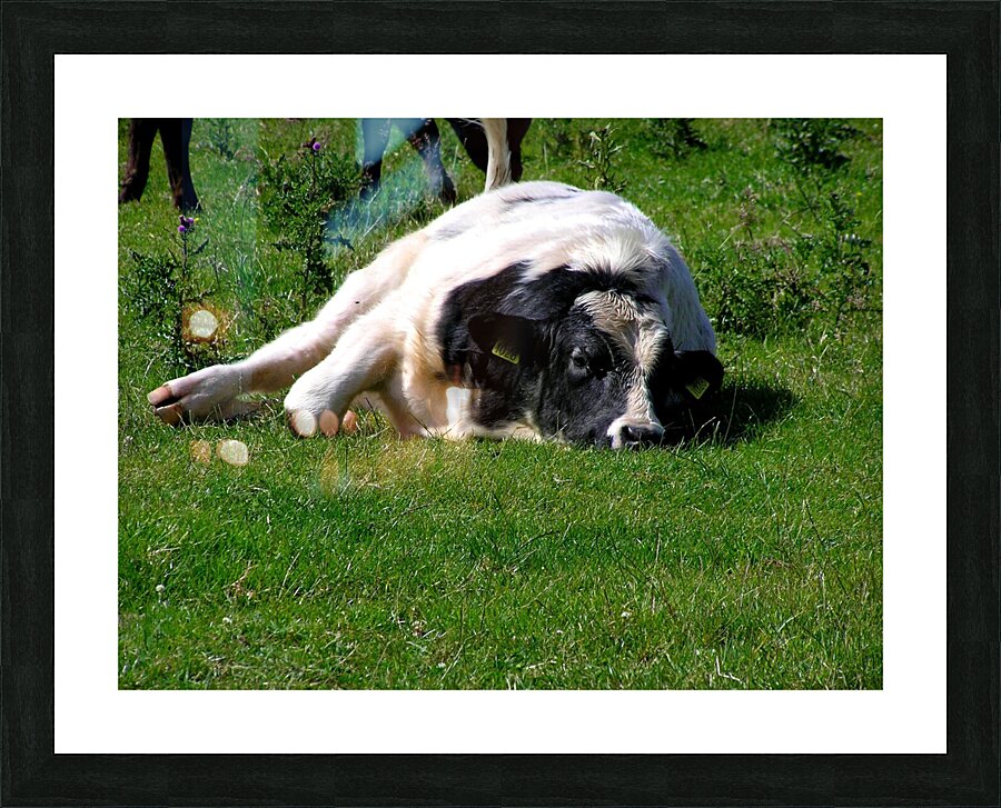 Lazy cow Picture Frame print
