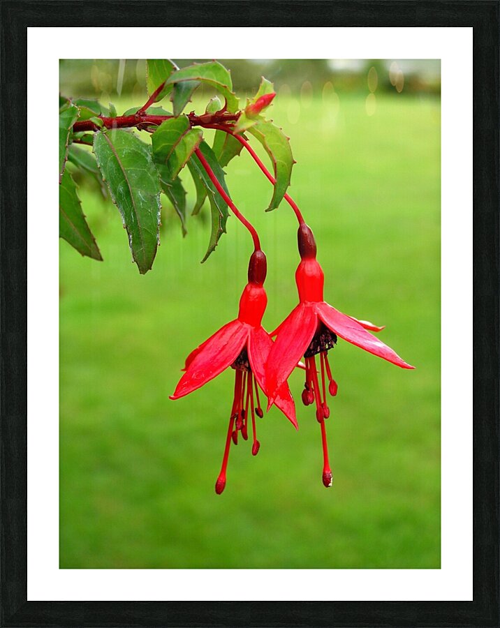 Fuschia red  green Picture Frame print