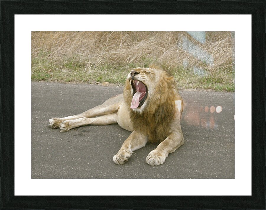 Lion yawning Picture Frame print