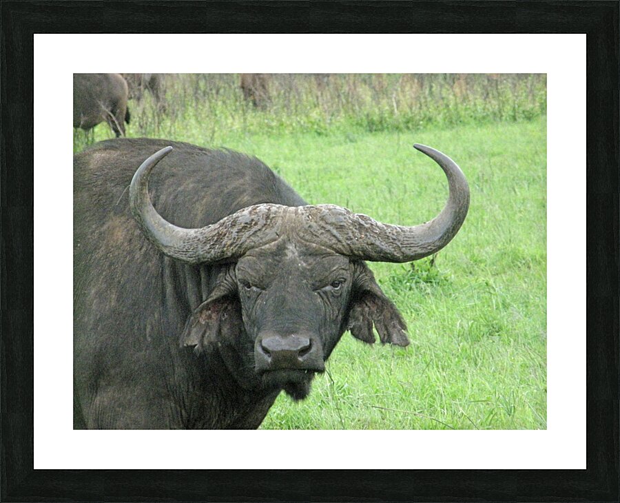 Buffalo Picture Frame print