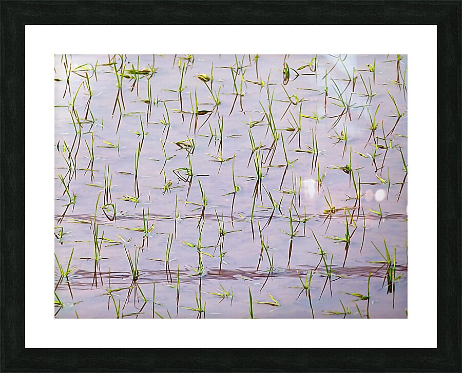 Flooded Rice field Picture Frame print