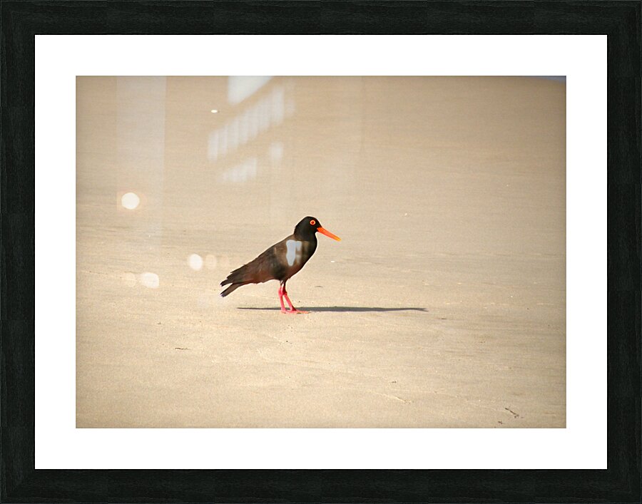 Oyster catcher Picture Frame print