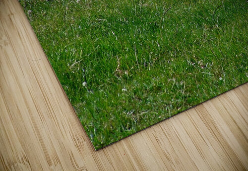 Lazy cow Titane puzzle