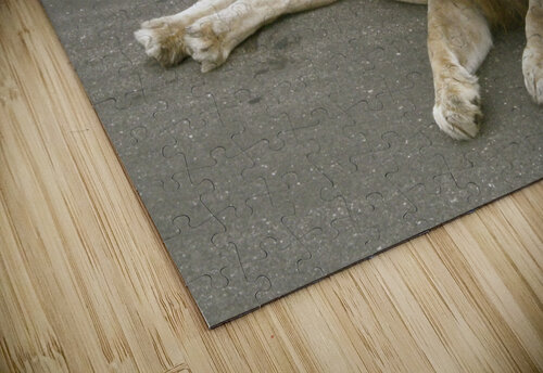Lion yawning Titane puzzle