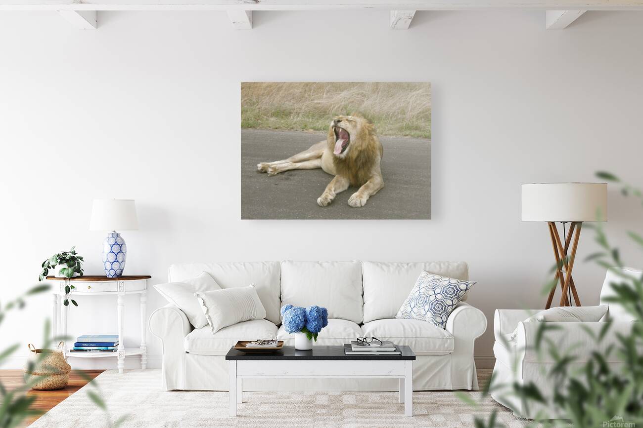 Lion yawning Reproduction
