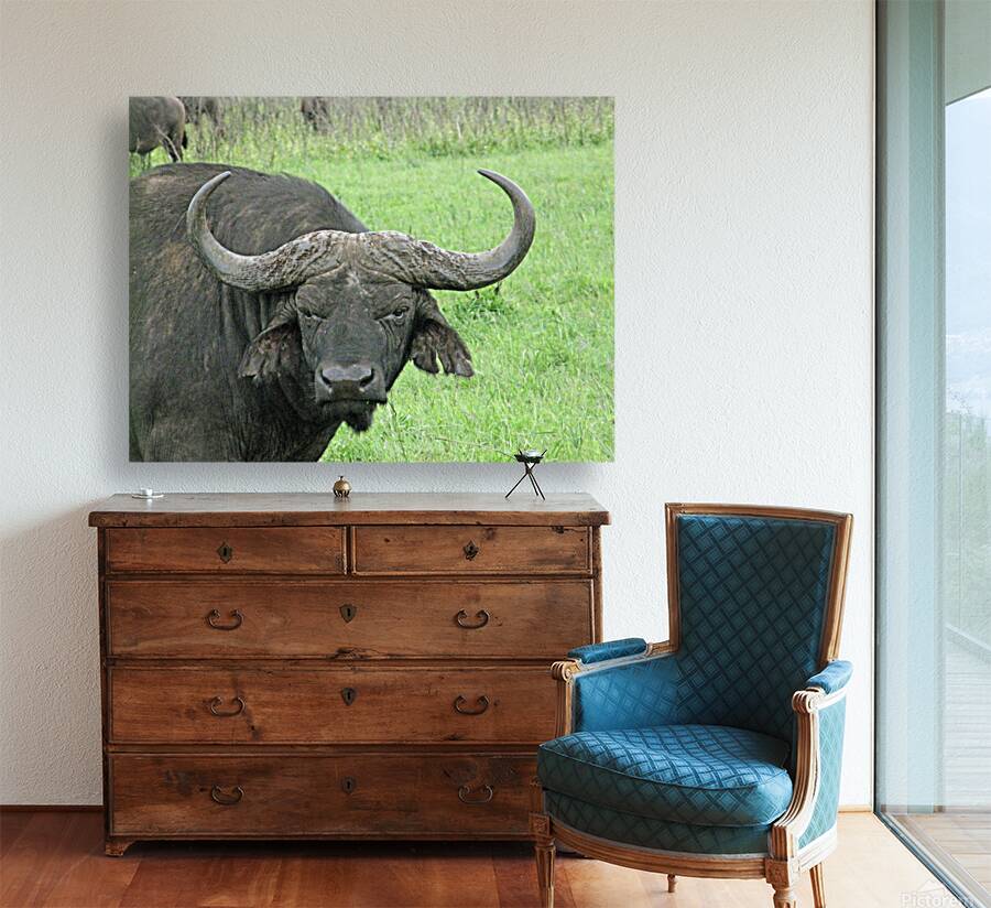 Buffalo Reproduction