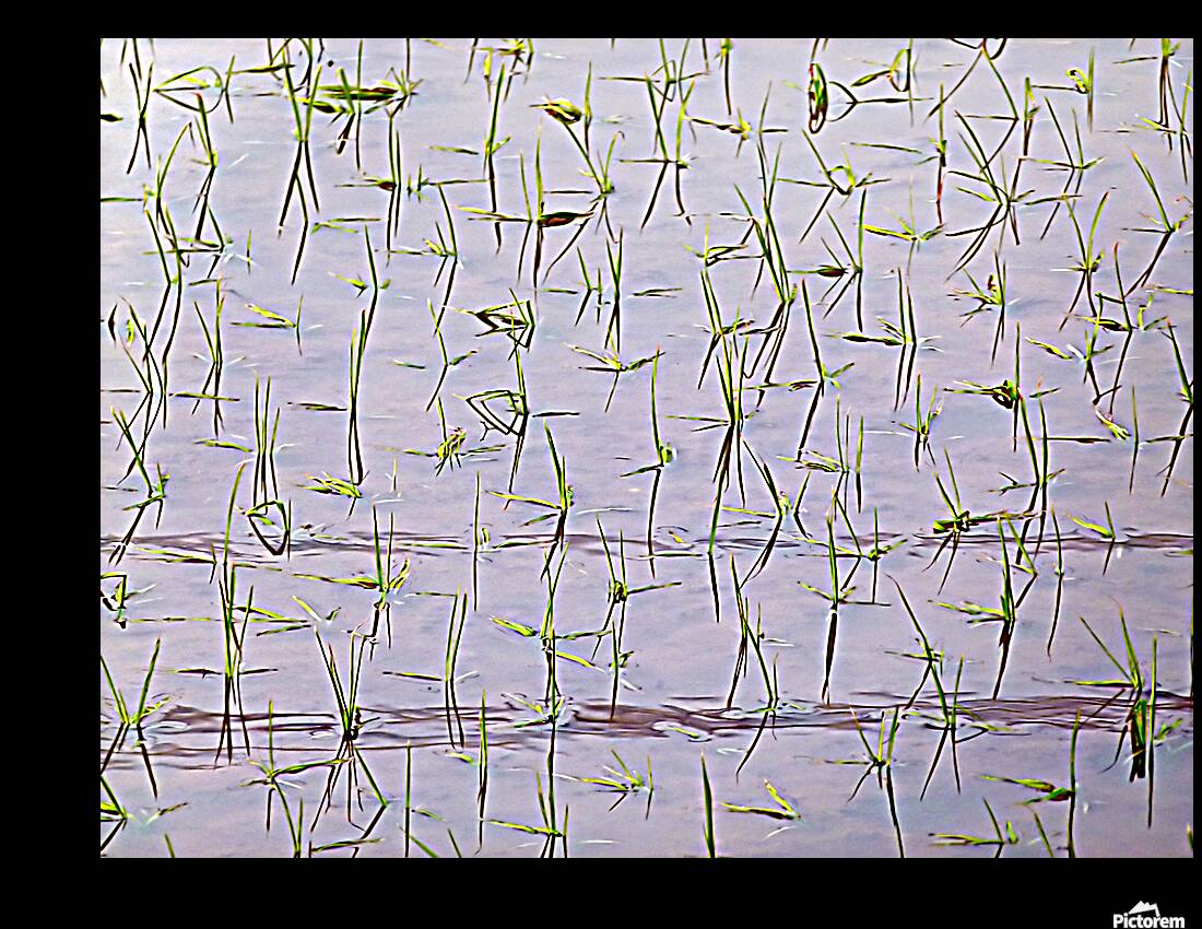 Flooded Rice field Reproduction