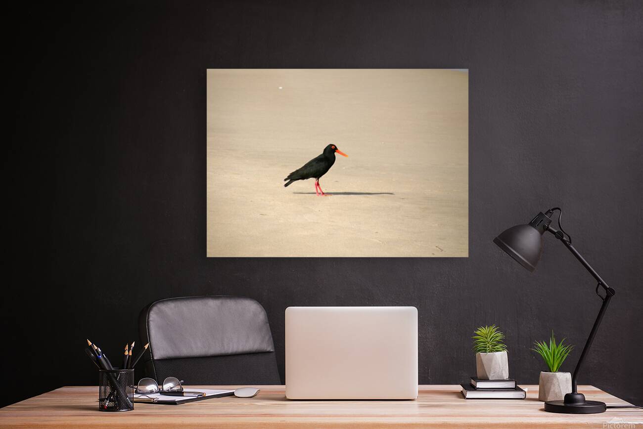 Oyster catcher Reproduction