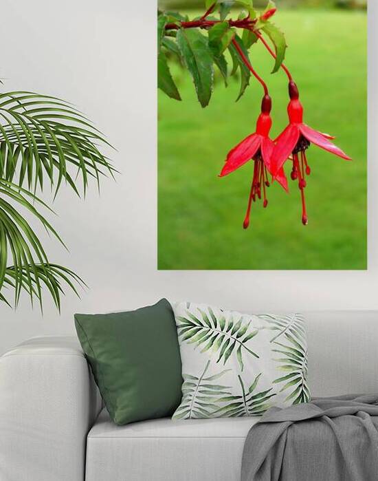 Fuschia red  green by Titane