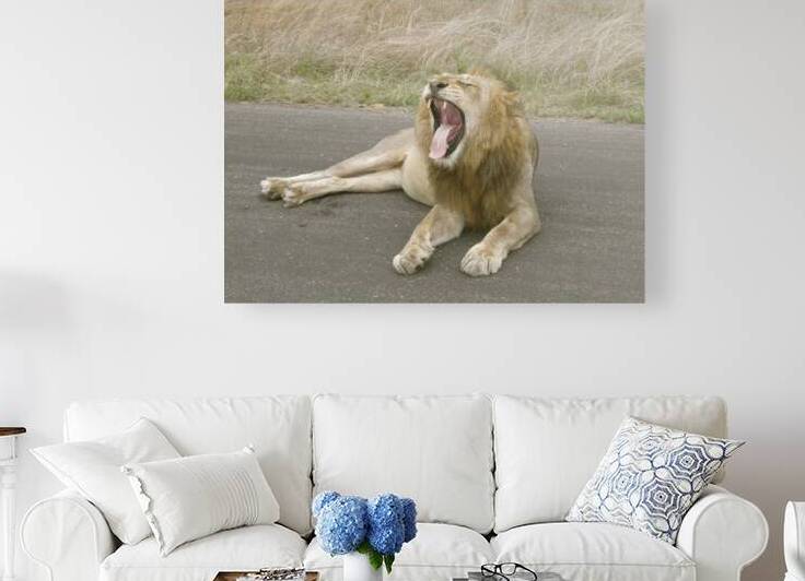 Lion yawning by Titane