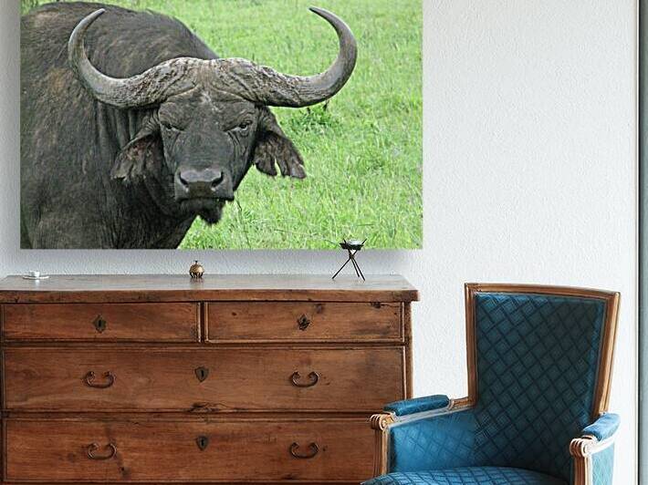 Buffalo by Titane