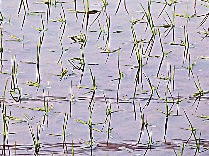 Flooded Rice field by Titane