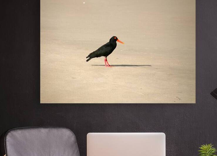Oyster catcher by Titane
